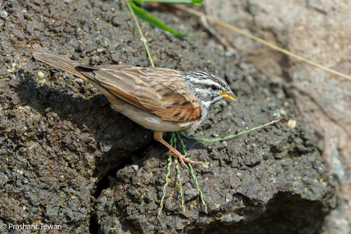 Striolated Bunting - ML623137366