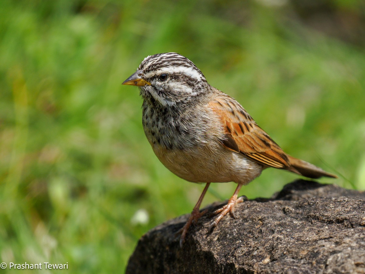 Striolated Bunting - ML623137379