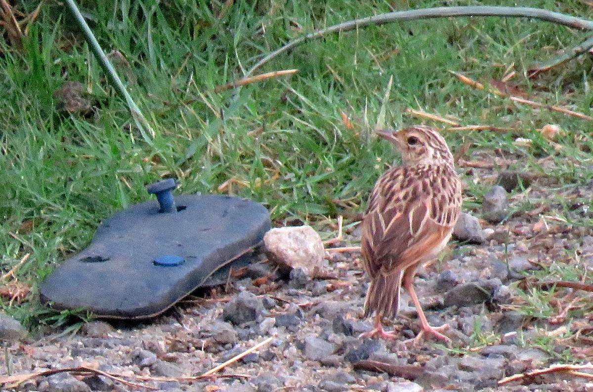 Jerdon's Bushlark - ML623137388