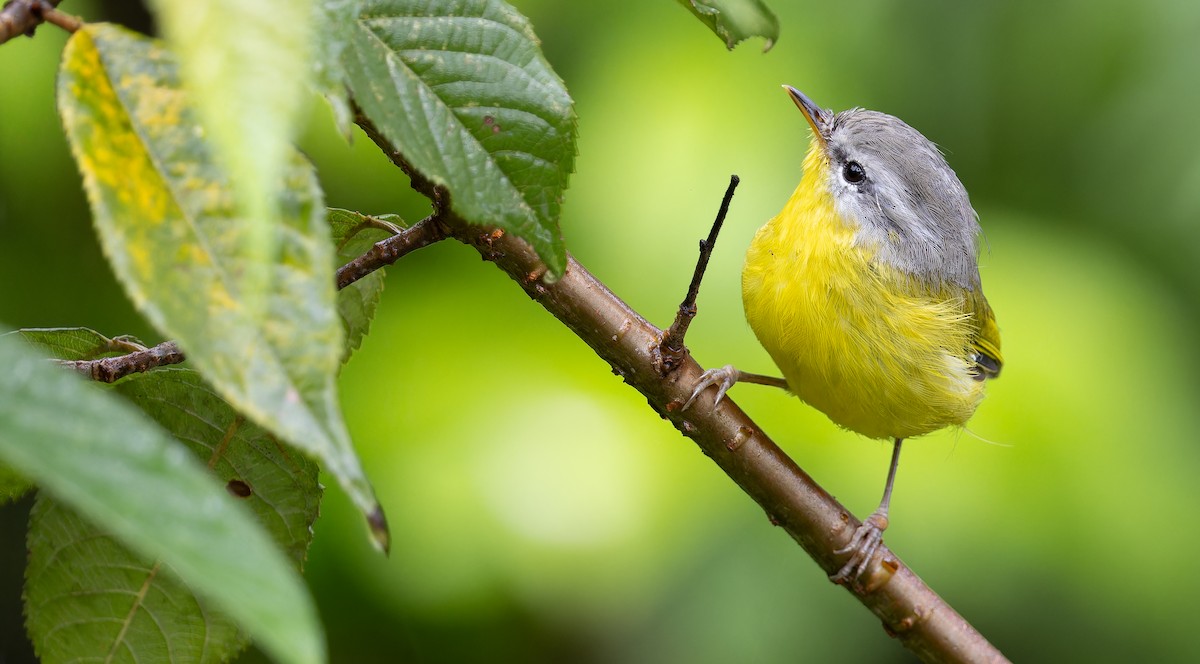 Gray-hooded Warbler - ML623137393