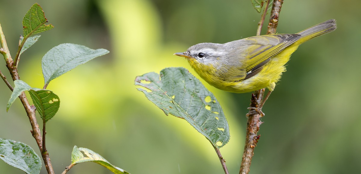 Gray-hooded Warbler - ML623137395