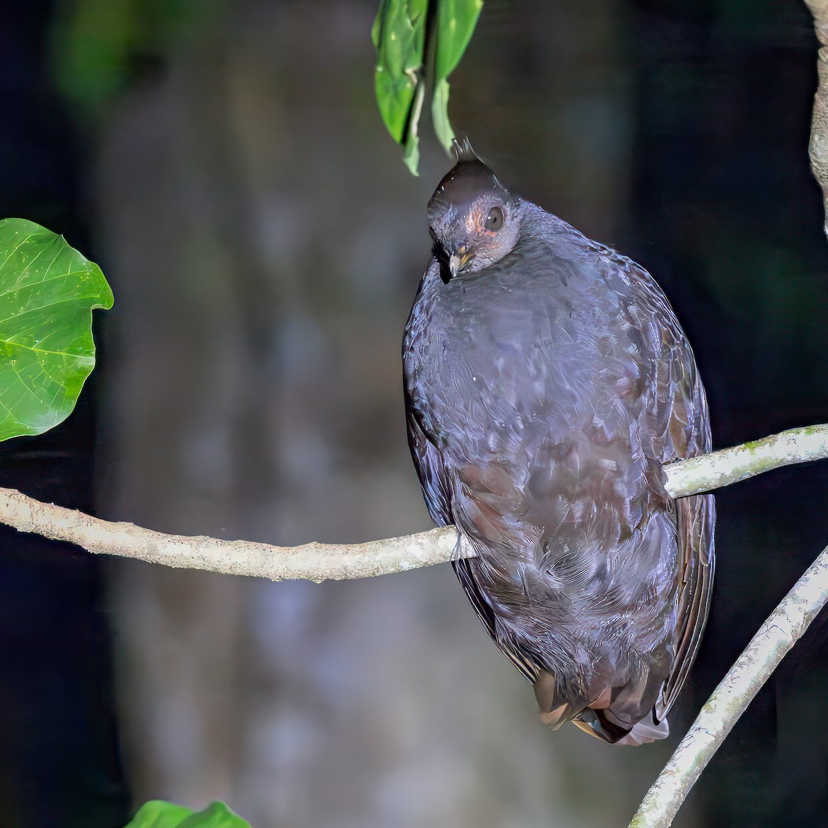 New Guinea Megapode - ML623137398