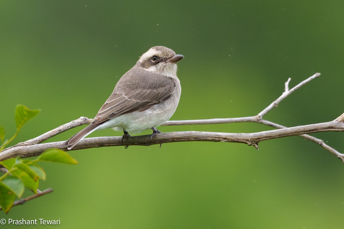 Common Woodshrike - ML623137402