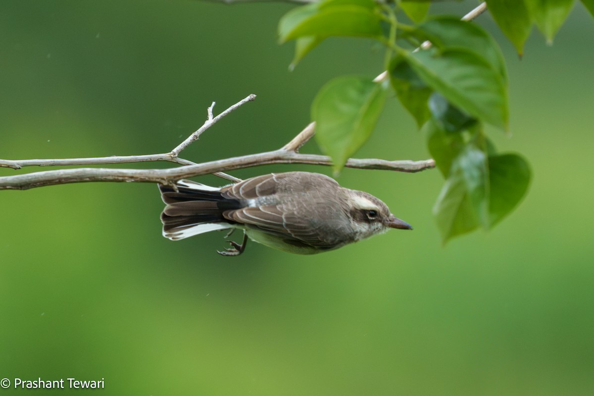 Common Woodshrike - ML623137403