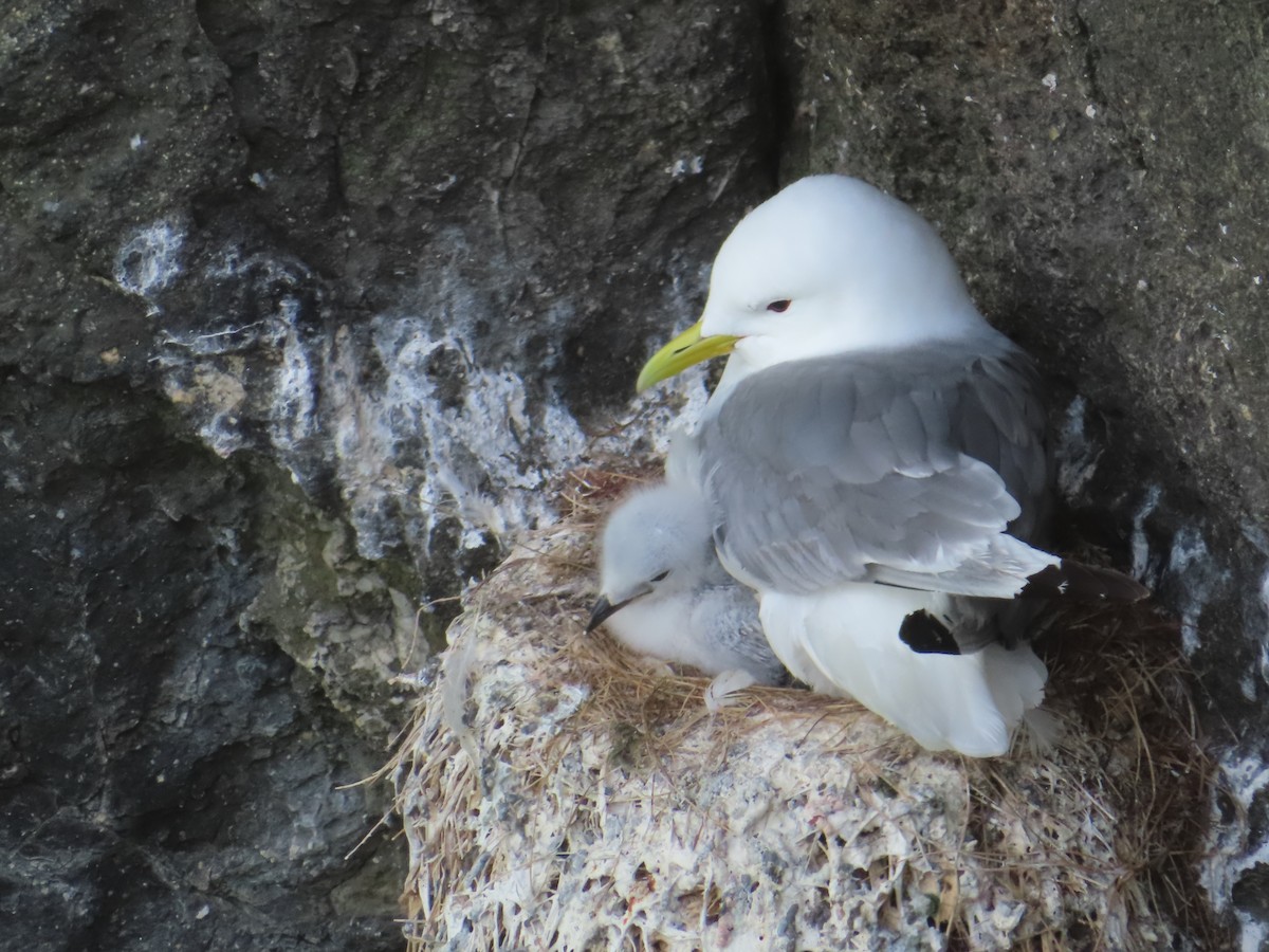 Black-legged Kittiwake - ML623137417