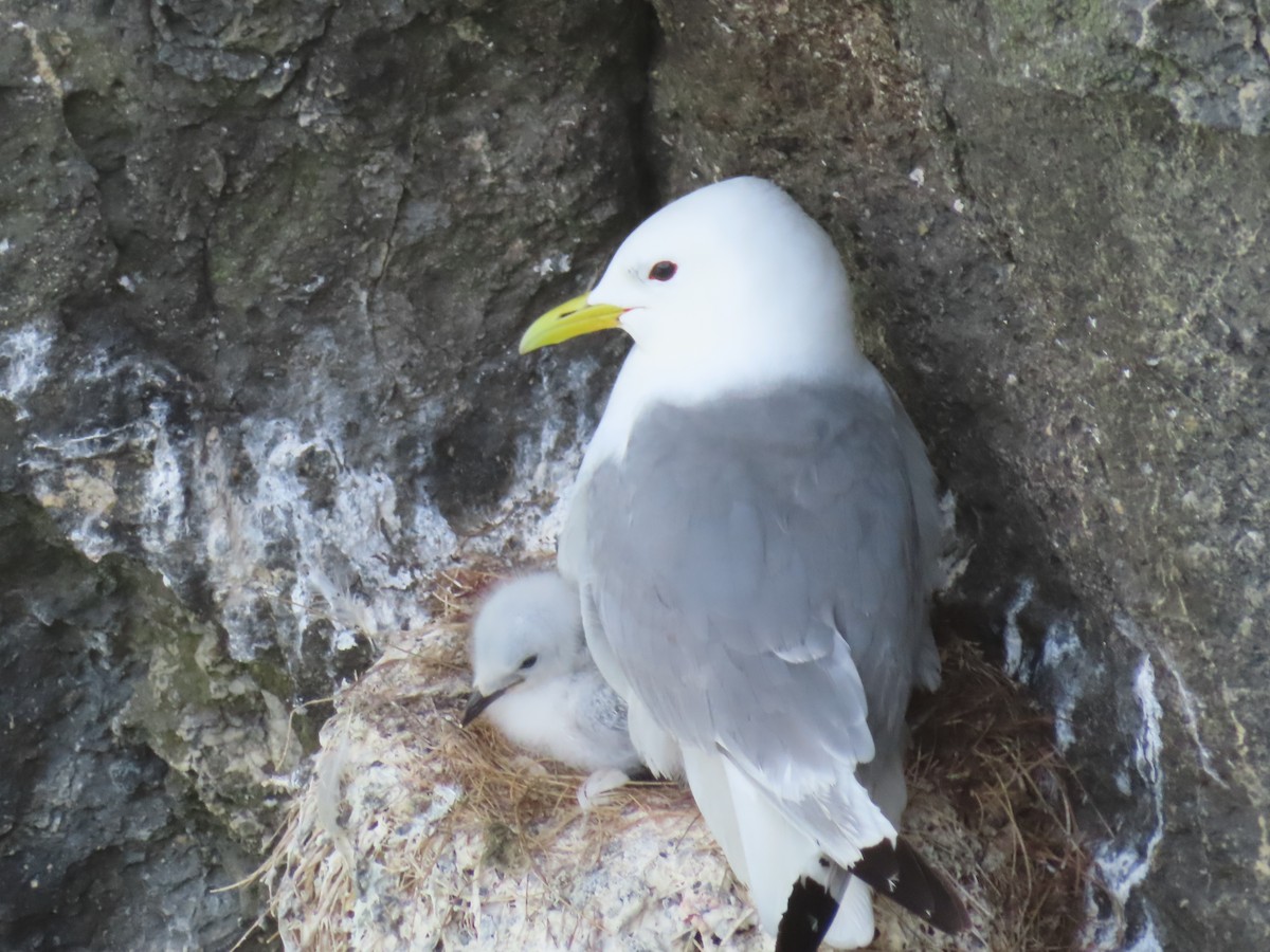 Black-legged Kittiwake - ML623137418