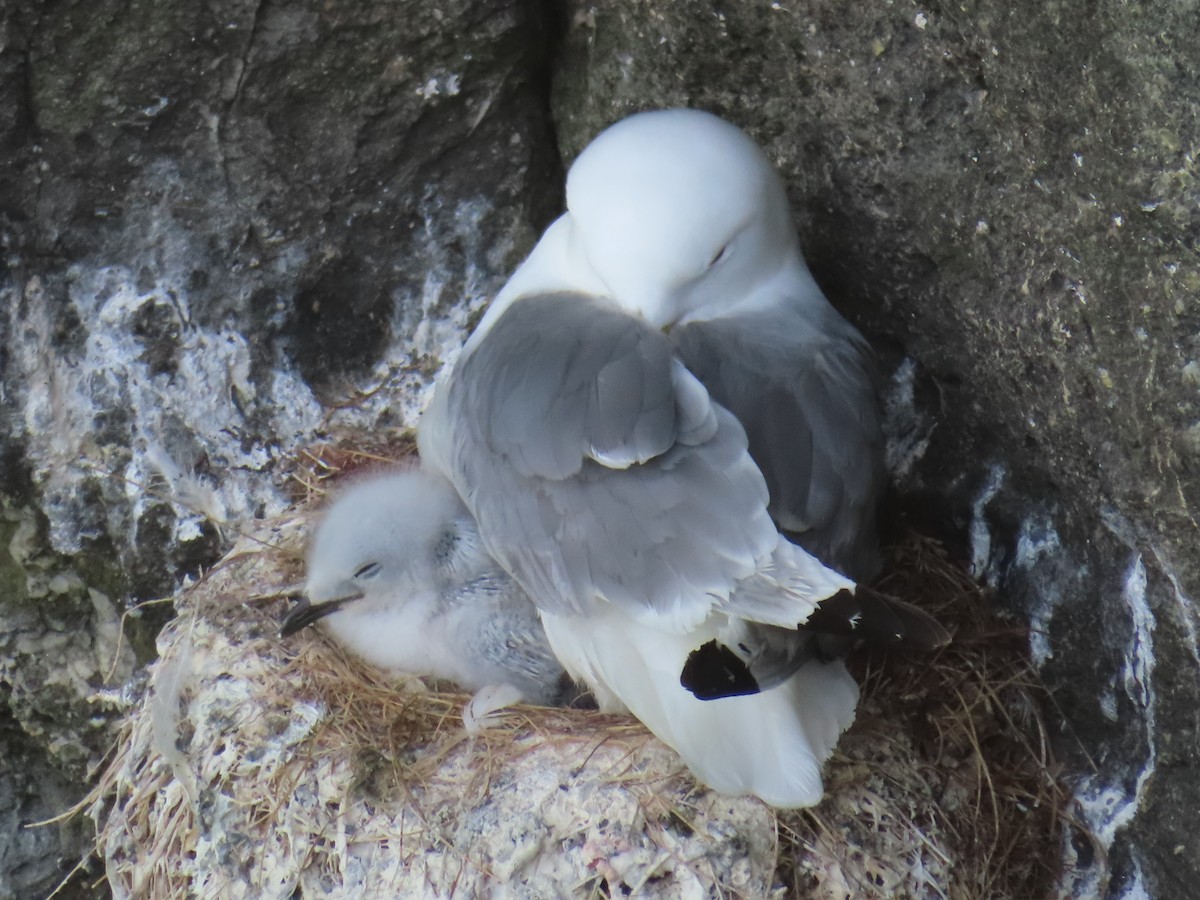 Black-legged Kittiwake - ML623137419