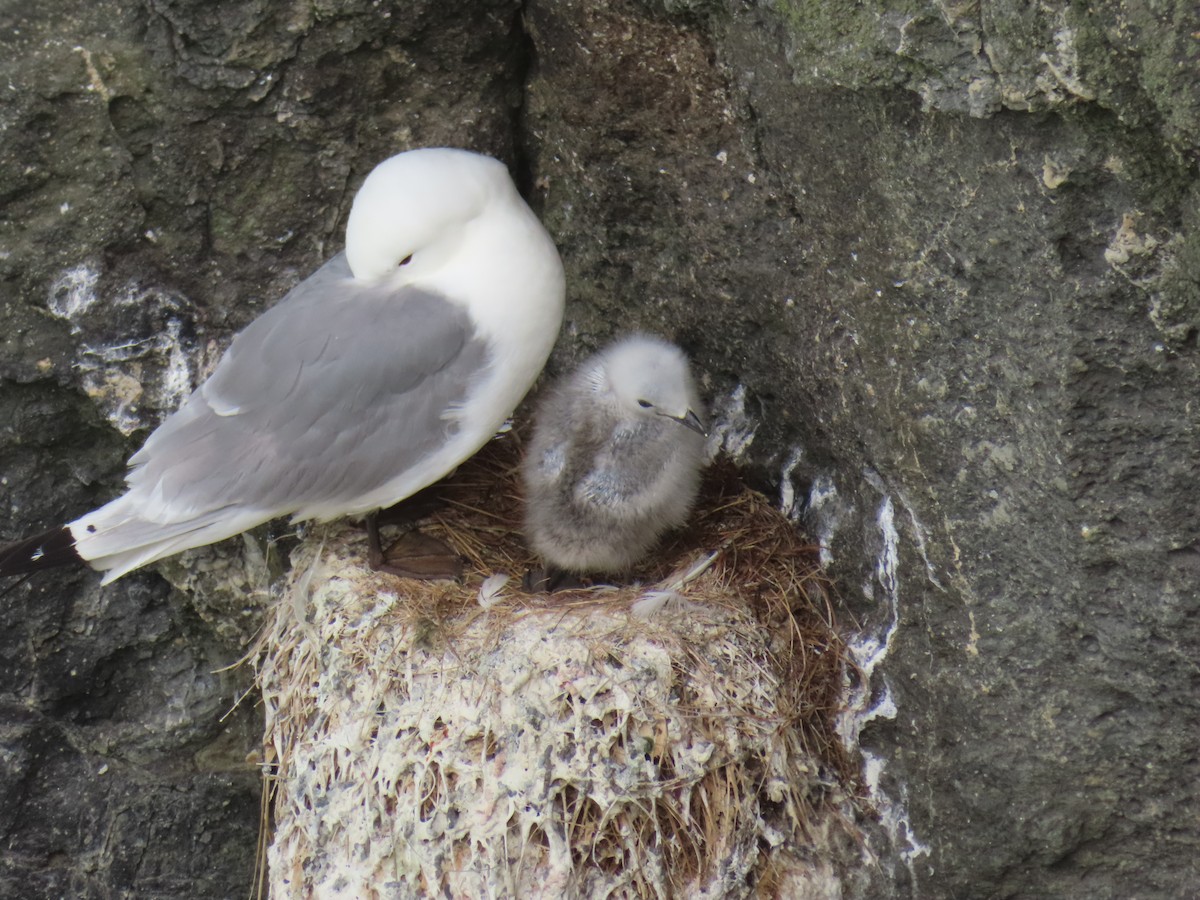 Black-legged Kittiwake - ML623137421