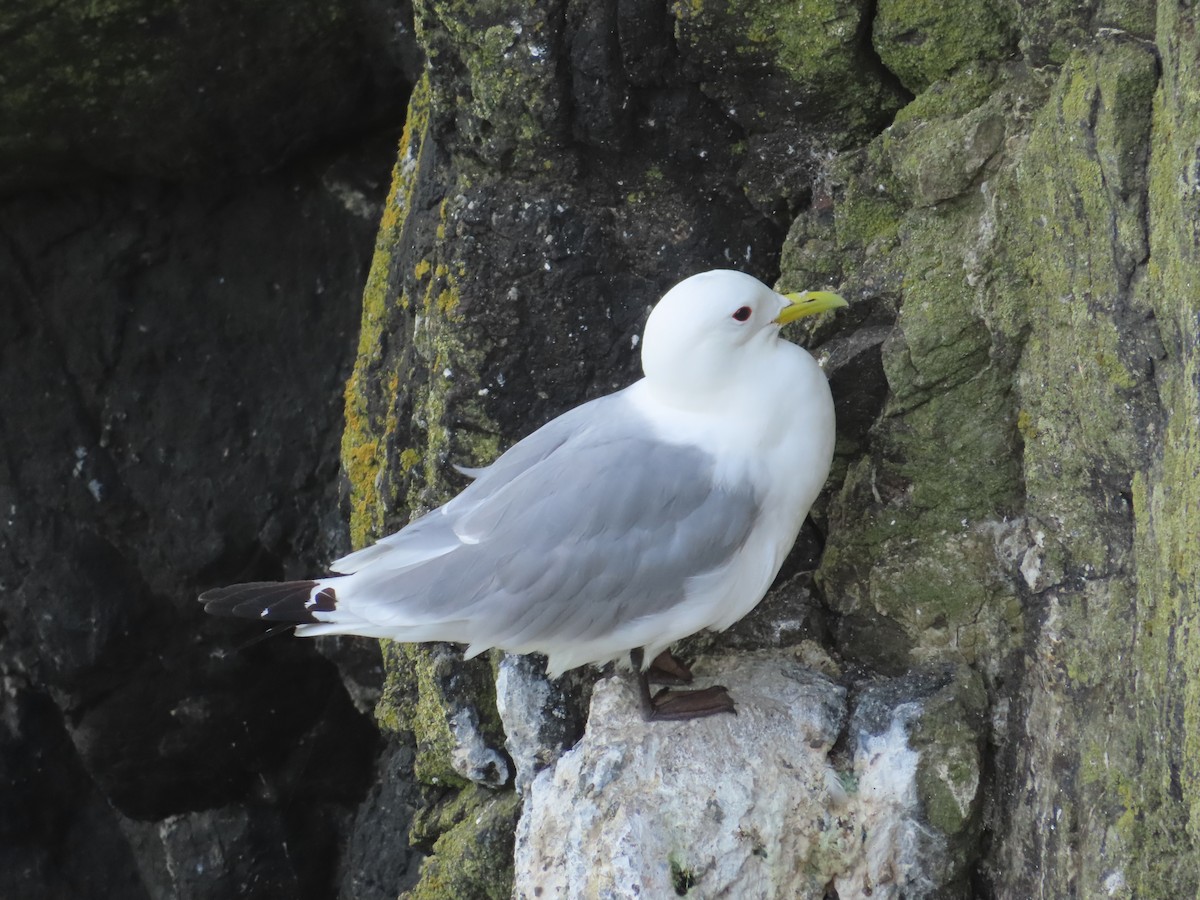 Black-legged Kittiwake - ML623137422