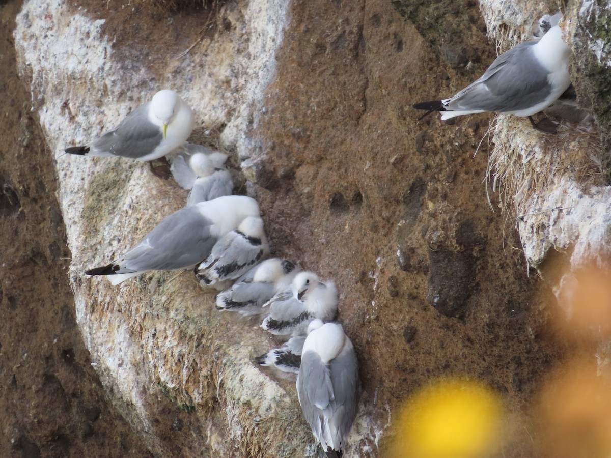 Black-legged Kittiwake - ML623137423