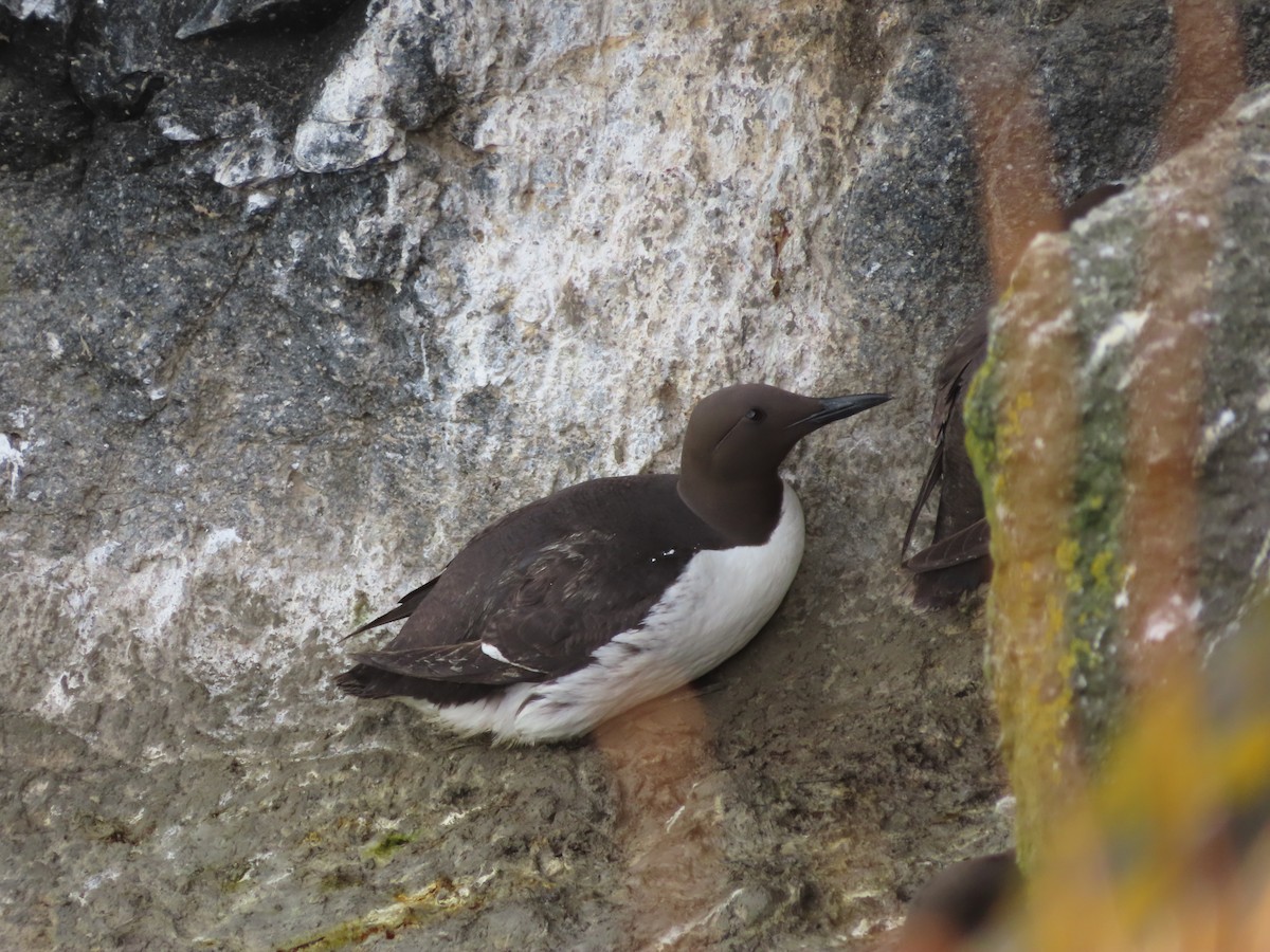 Common Murre - Miguel Saiz