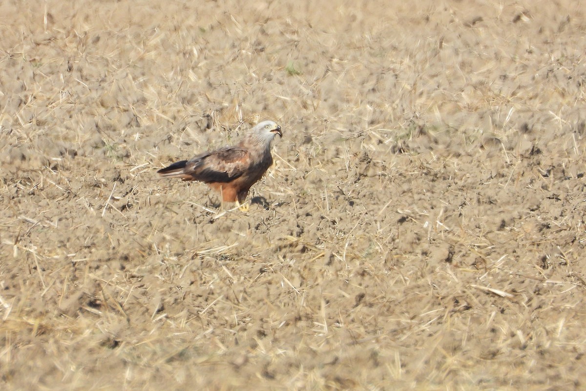 Red Kite - ML623137432