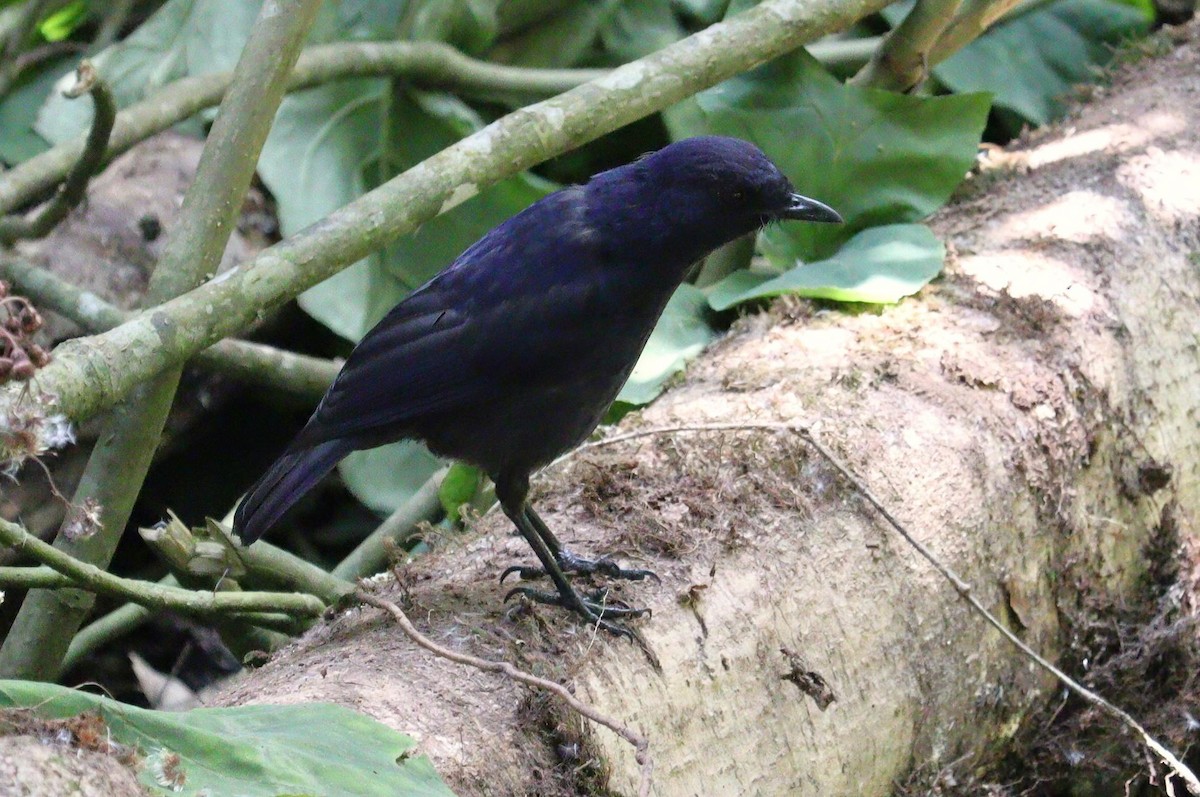 Javan Whistling-Thrush - ML623137437