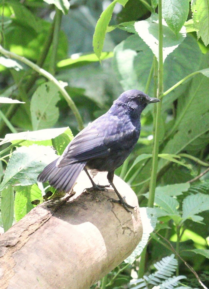 Javan Whistling-Thrush - ML623137438