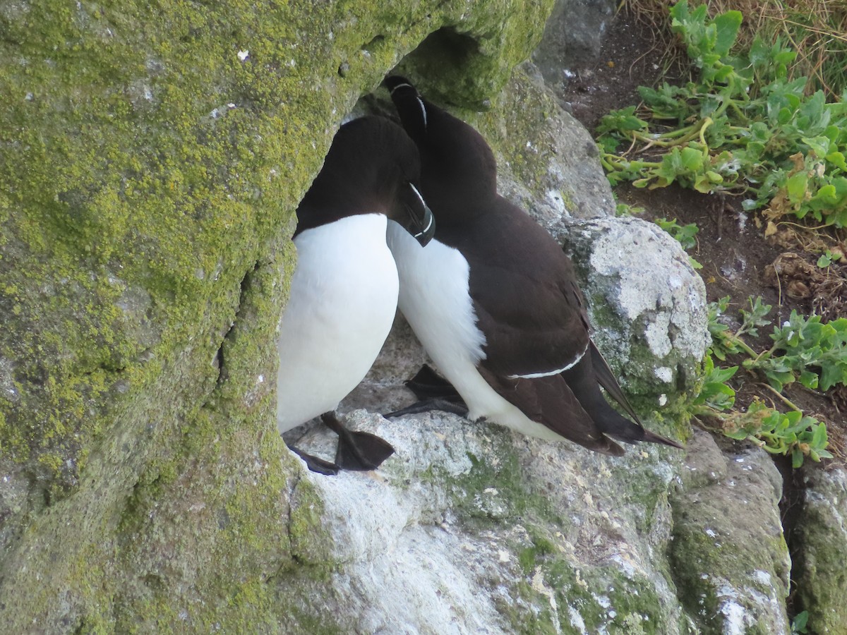 Razorbill - ML623137447