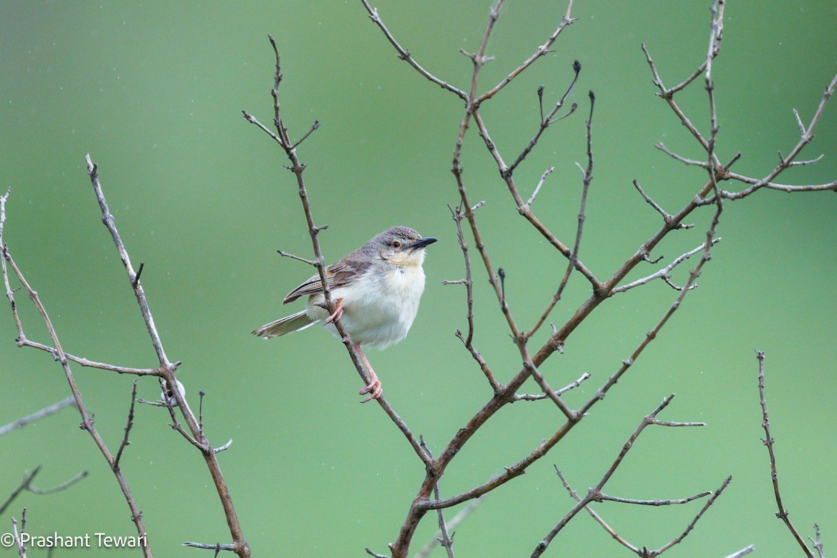 Jungle Prinia - ML623137457