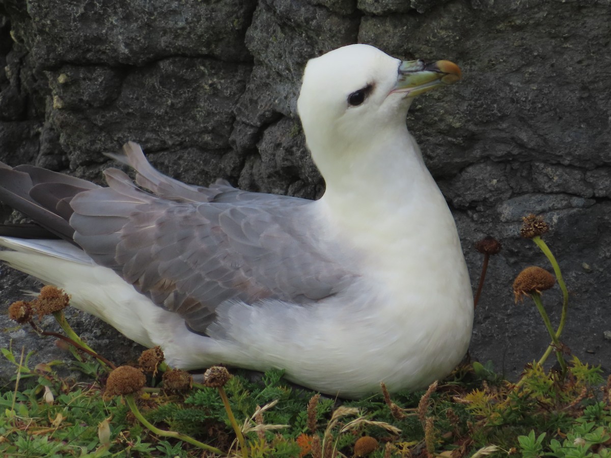 Northern Fulmar - ML623137460