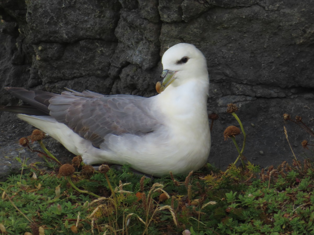 Northern Fulmar - Miguel Saiz