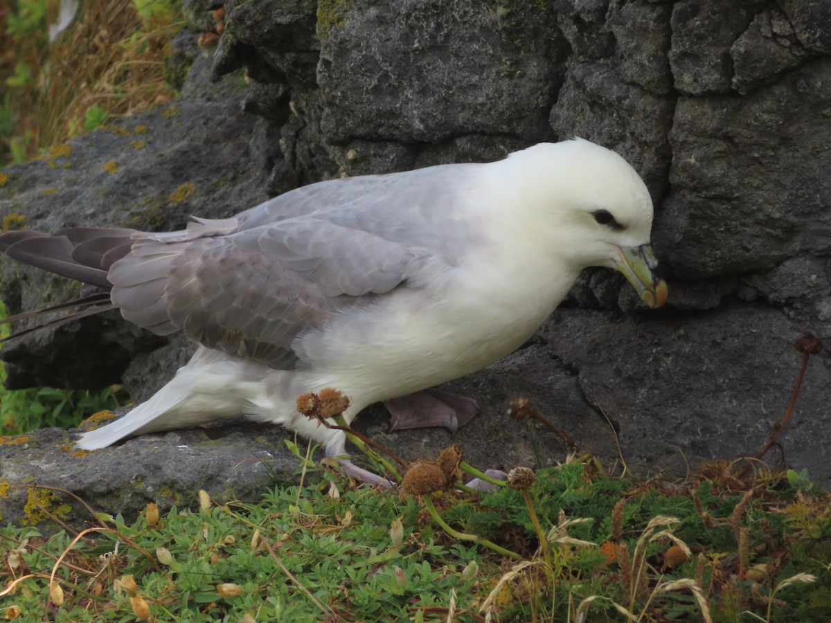 Northern Fulmar - ML623137463