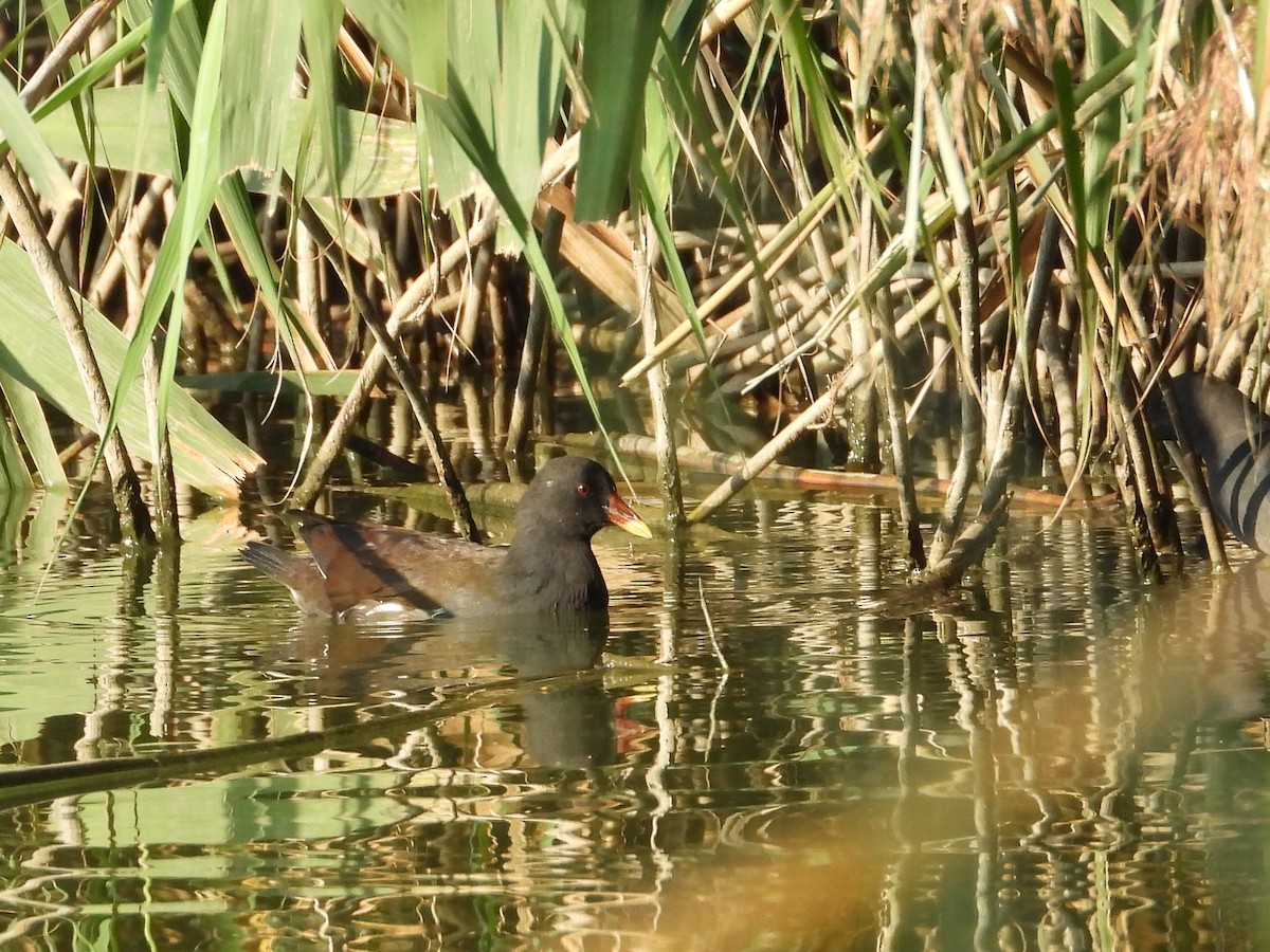 סופית - ML623137497