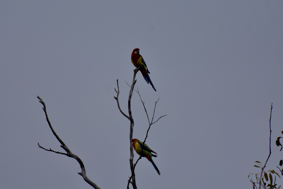 Eastern Rosella - ML623137573