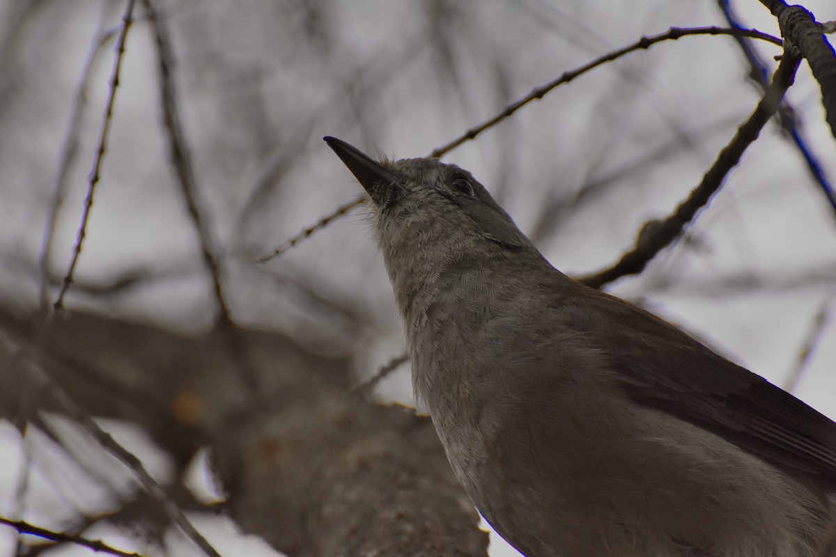 Gray Shrikethrush - ML623137582