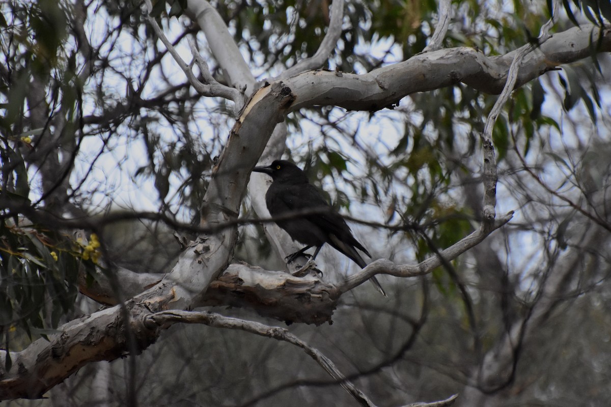 Gray Currawong - ML623137585