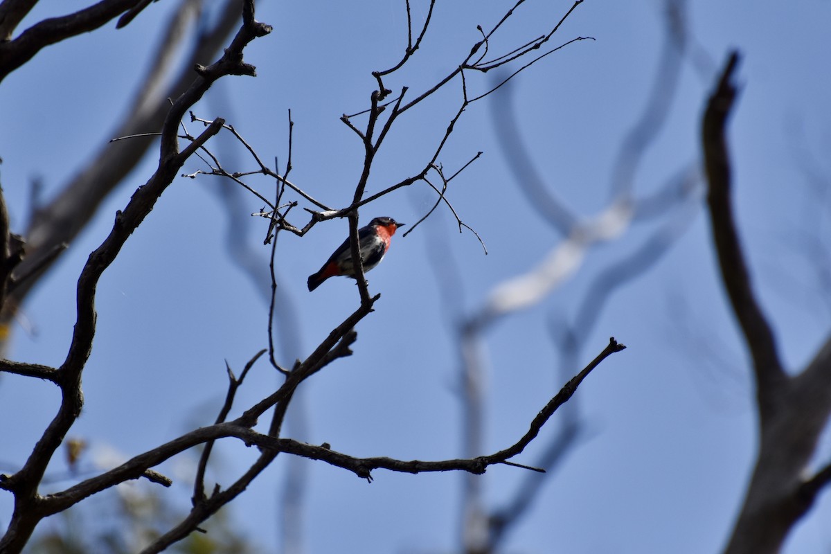 Mistletoebird - ML623137588