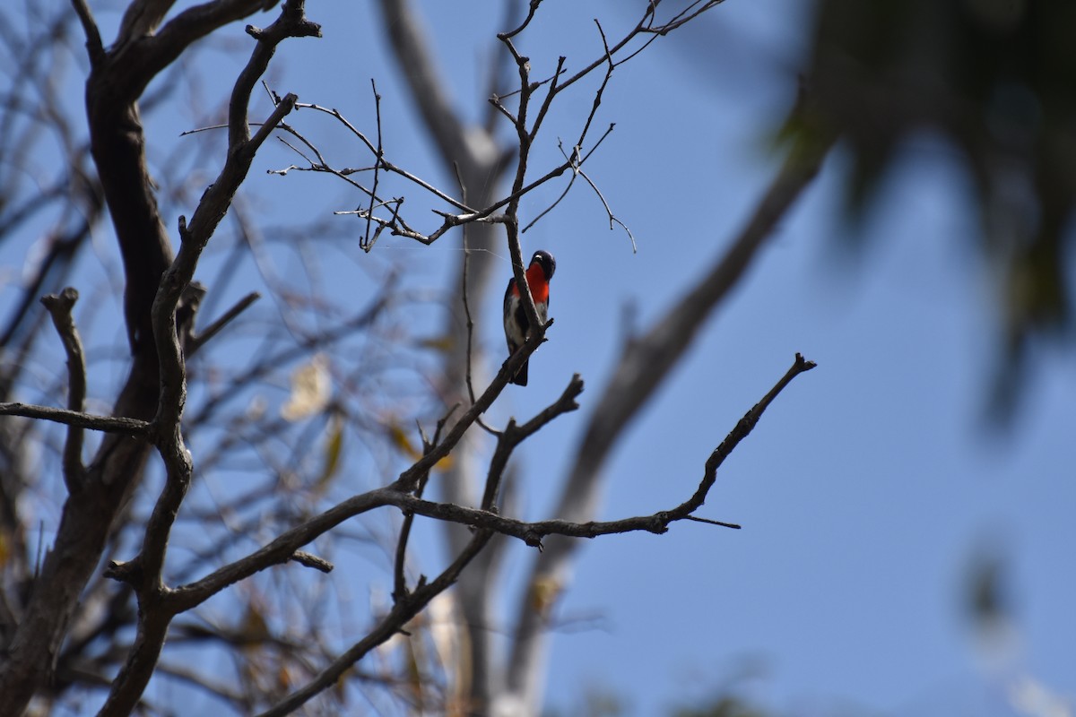 Mistletoebird - ML623137589