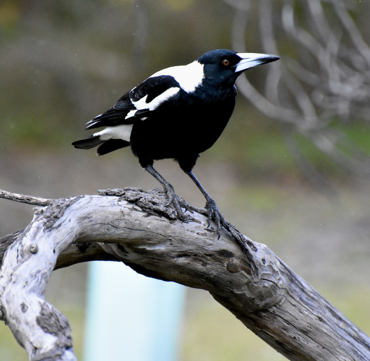 Australian Magpie - ML623137593