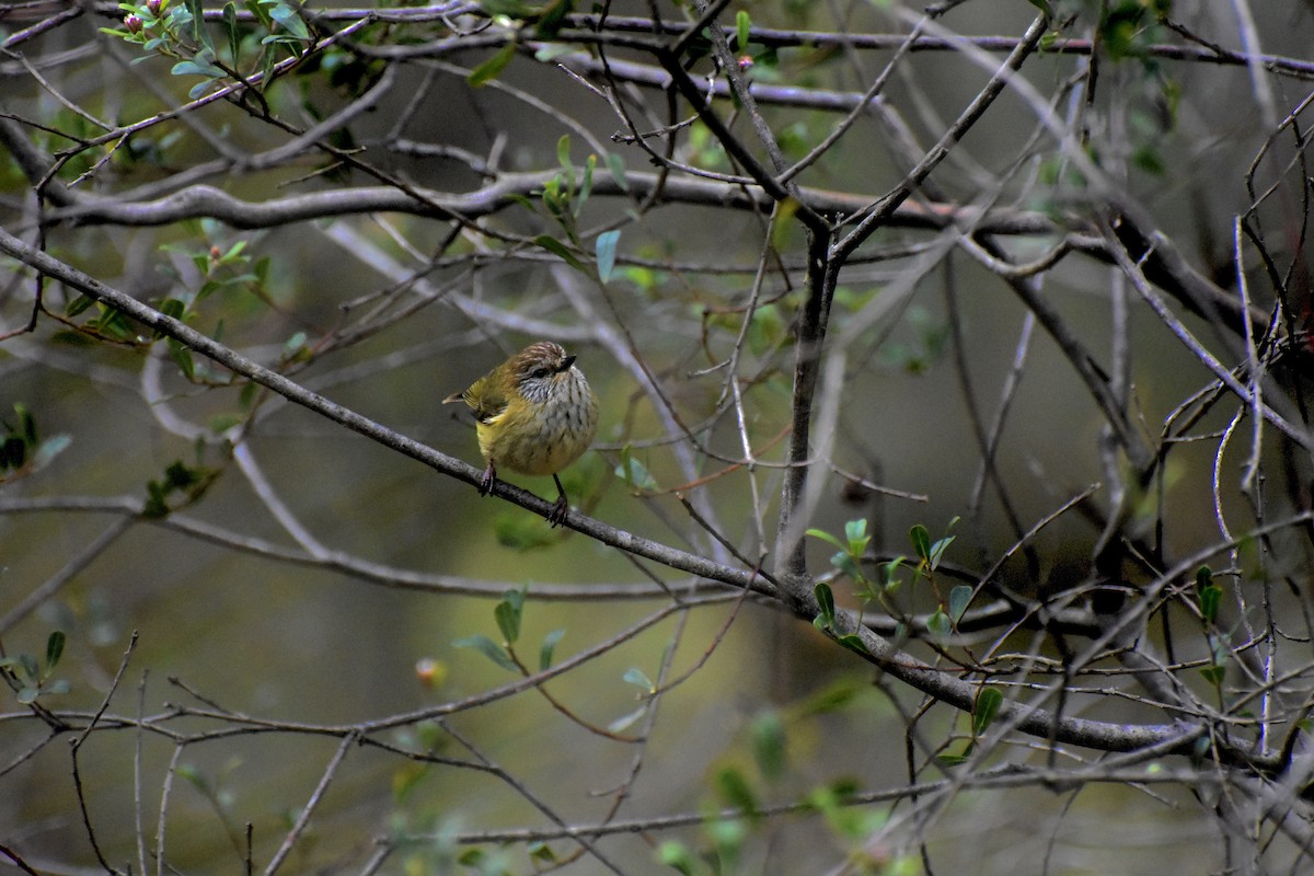 Striated Thornbill - ML623137644