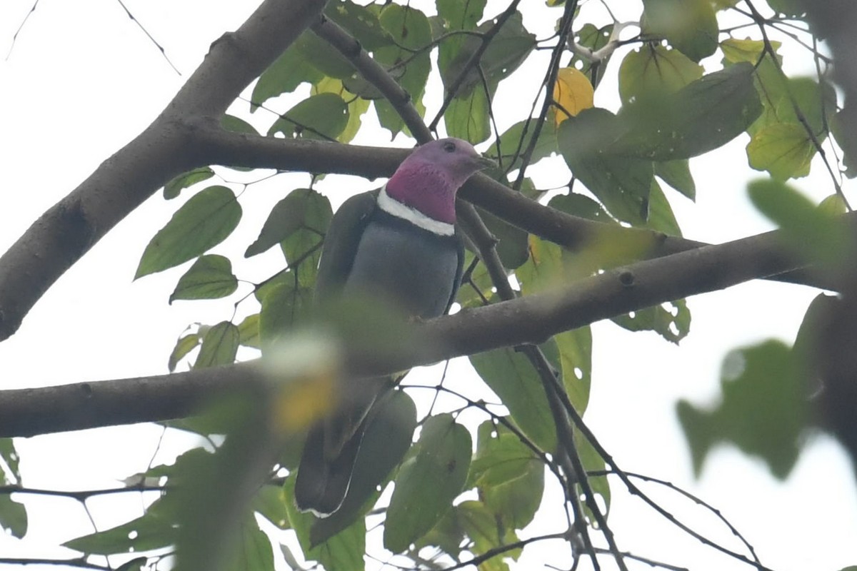 Pink-headed Fruit-Dove - ML623137647