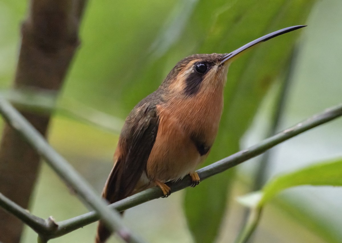 Reddish Hermit - Guillermo Risco