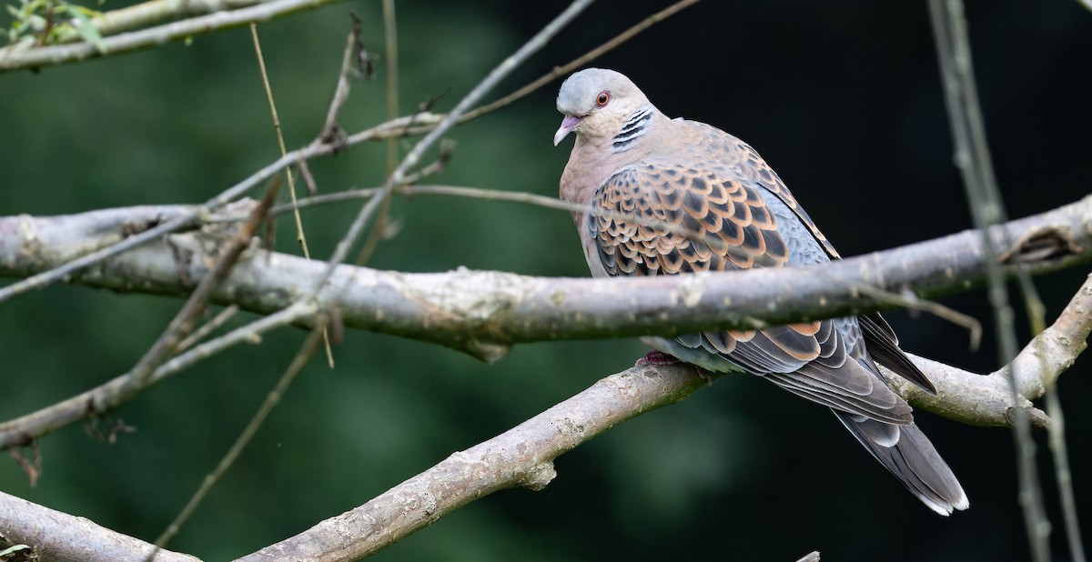 Oriental Turtle-Dove - Friedemann Arndt