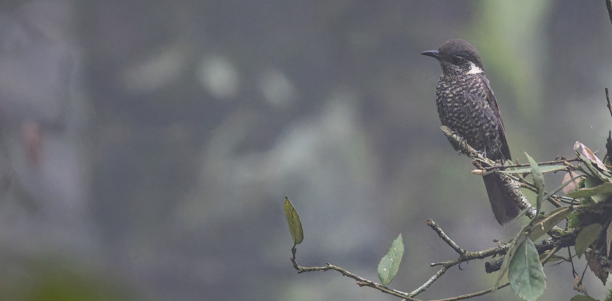 Chestnut-bellied Rock-Thrush - Friedemann Arndt