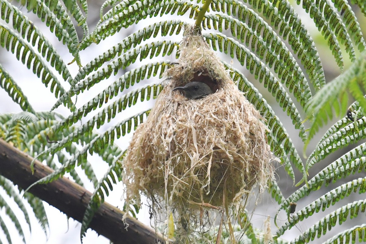 Javan Sunbird - ML623137741