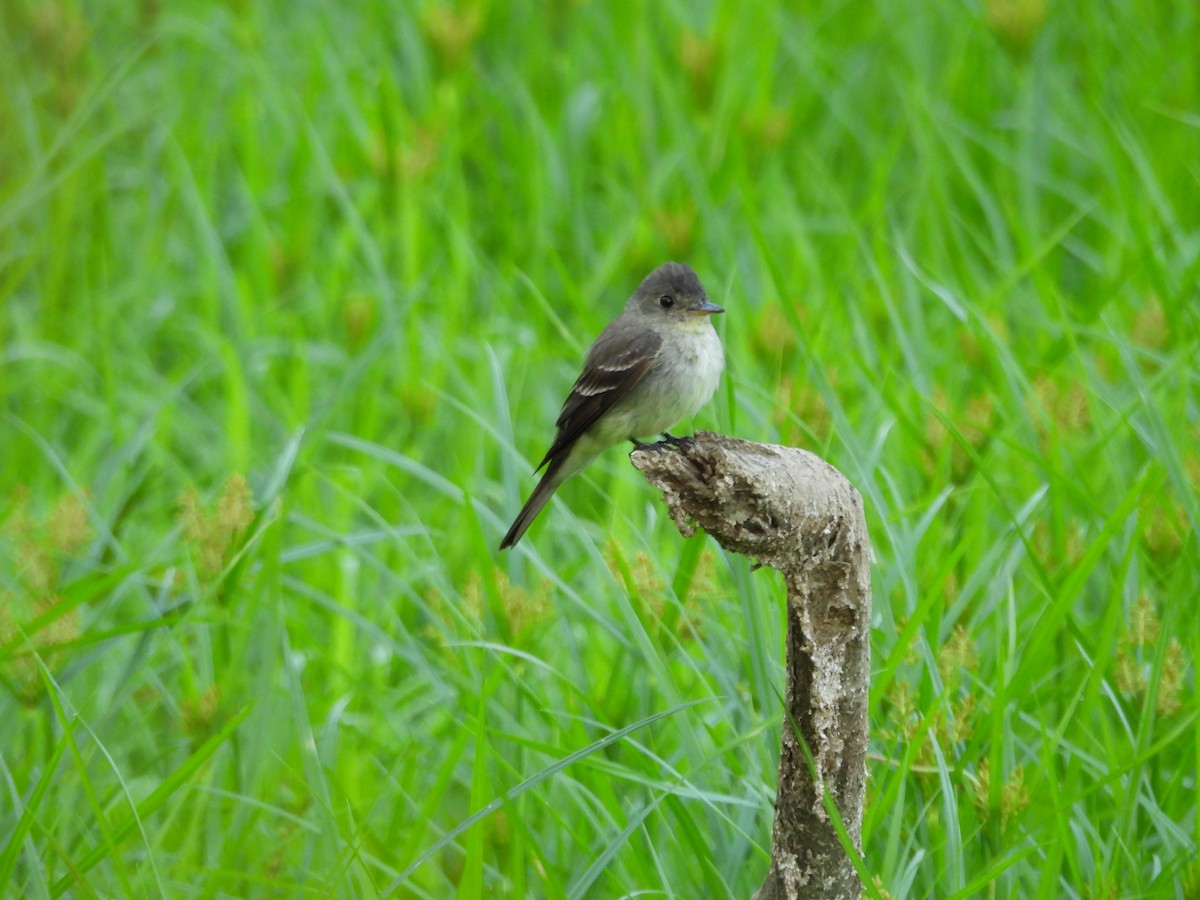 Eastern Wood-Pewee - ML623137742