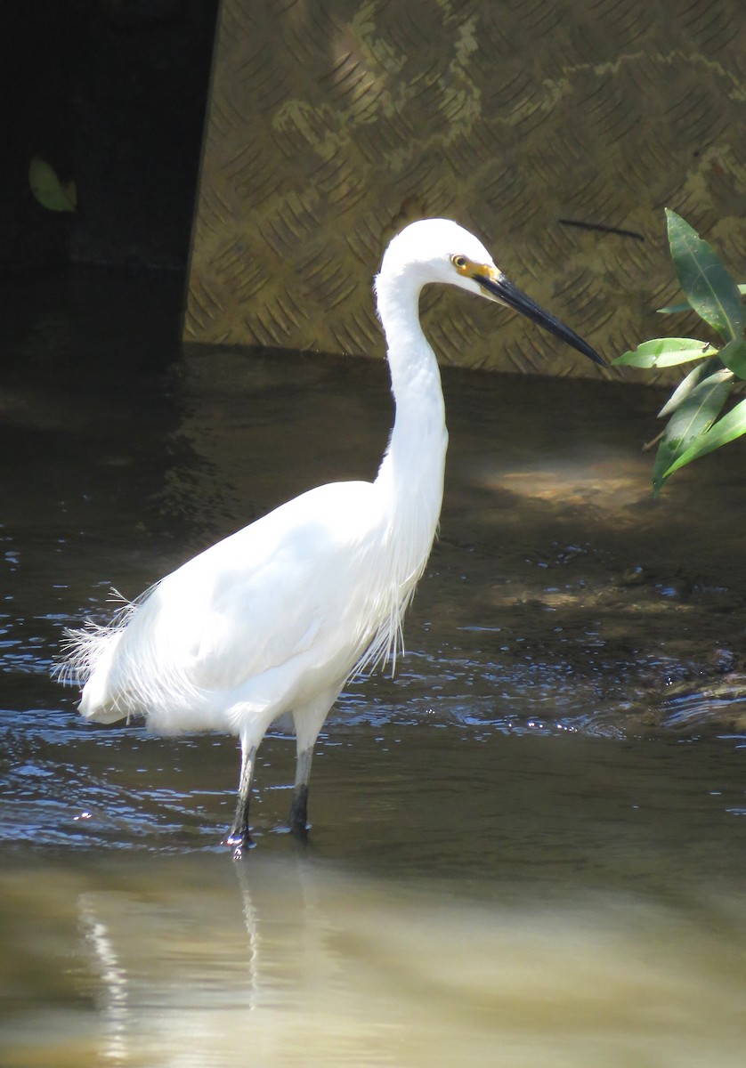 Little Egret (Australasian) - ML623137746