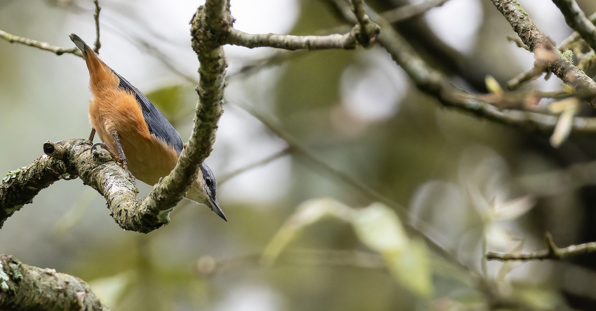 White-tailed Nuthatch - ML623137757