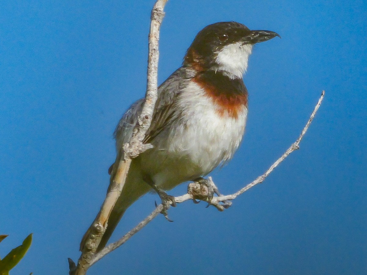 White-breasted Whistler - ML623137774