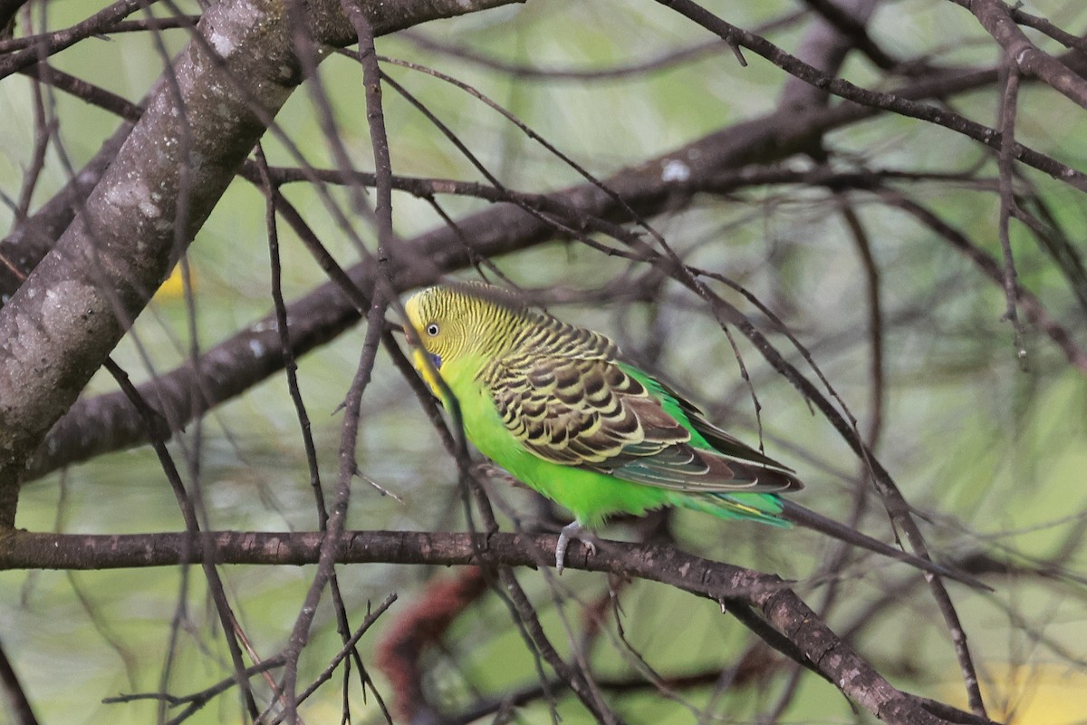 Budgerigar - ML623137797