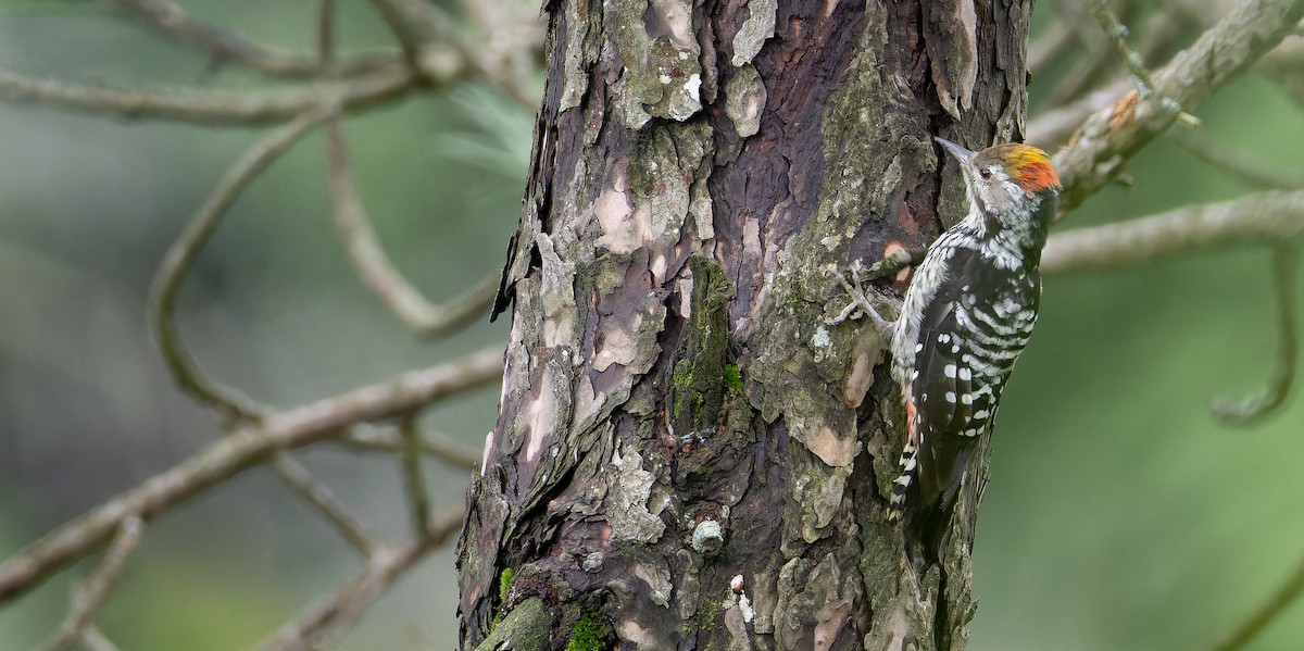 Brown-fronted Woodpecker - ML623137798