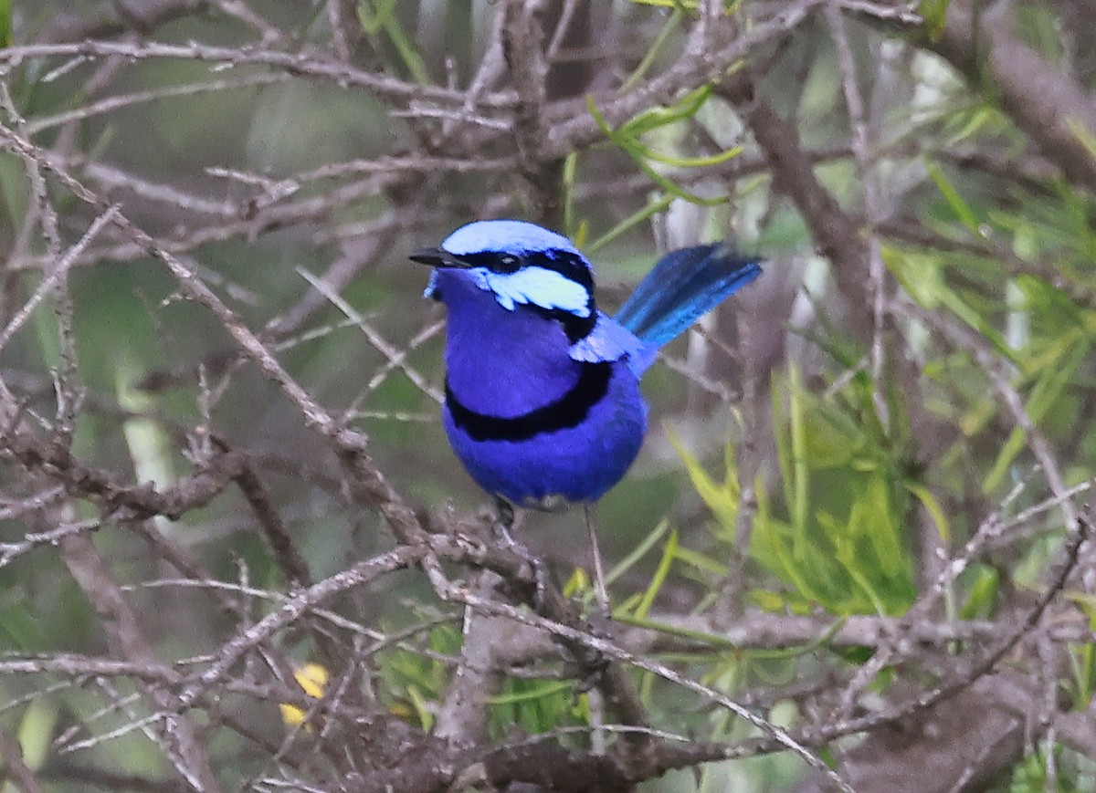 Splendid Fairywren - ML623137802