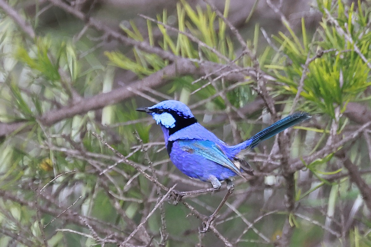 Splendid Fairywren - ML623137803