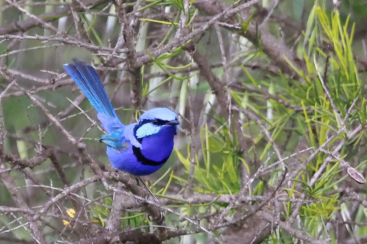 Splendid Fairywren - ML623137804