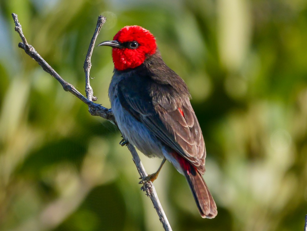 Red-headed Myzomela - ML623137815