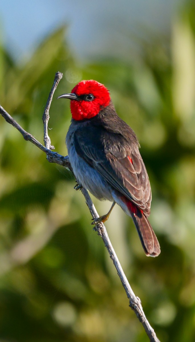 Red-headed Myzomela - ML623137817