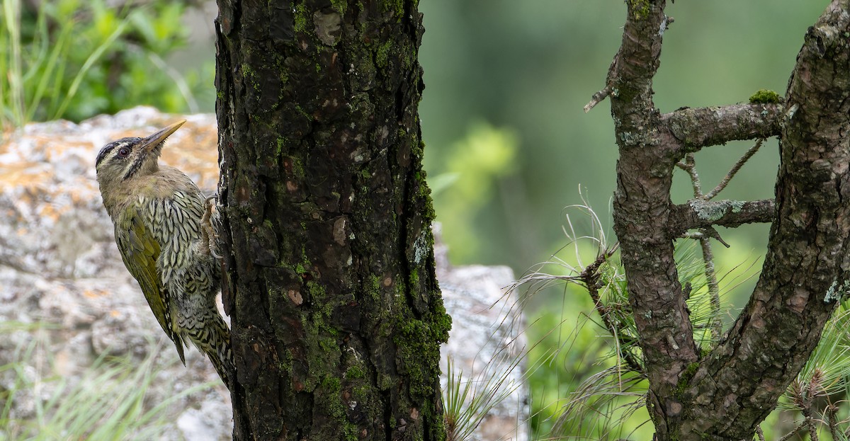 Scaly-bellied Woodpecker - ML623137819