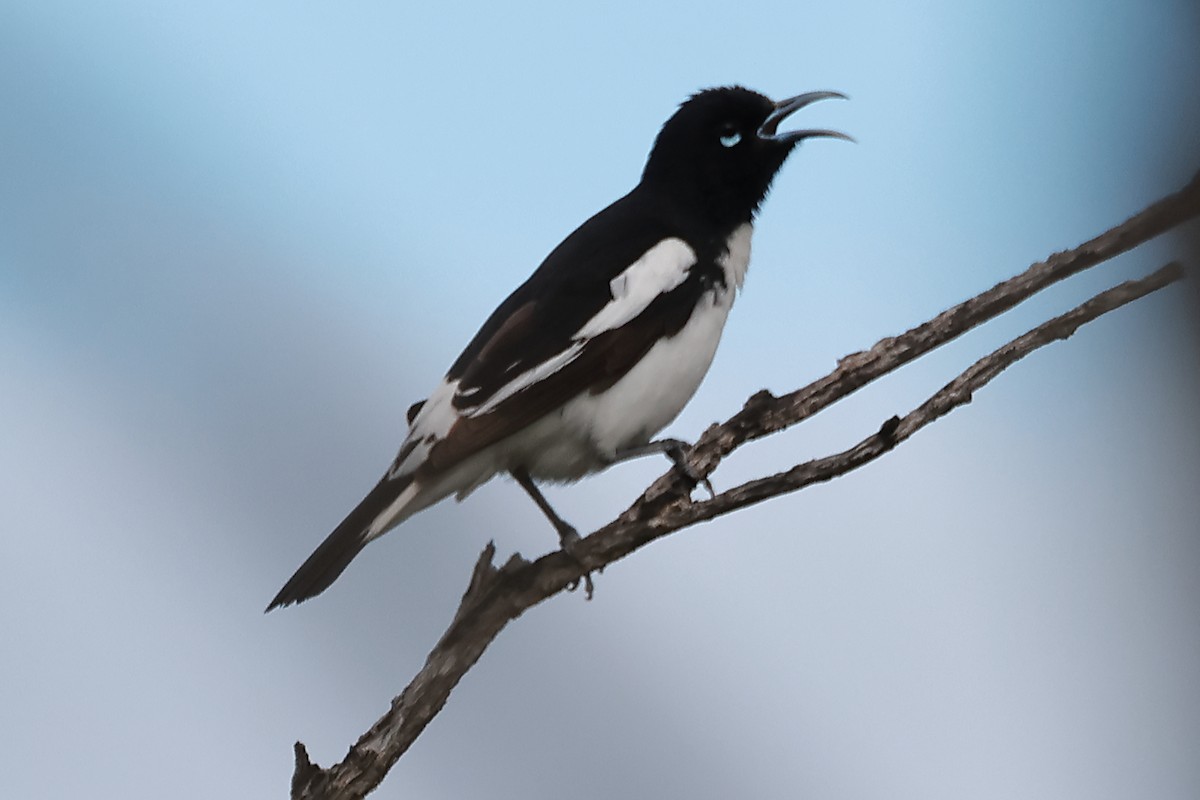 Pied Honeyeater - ML623137828