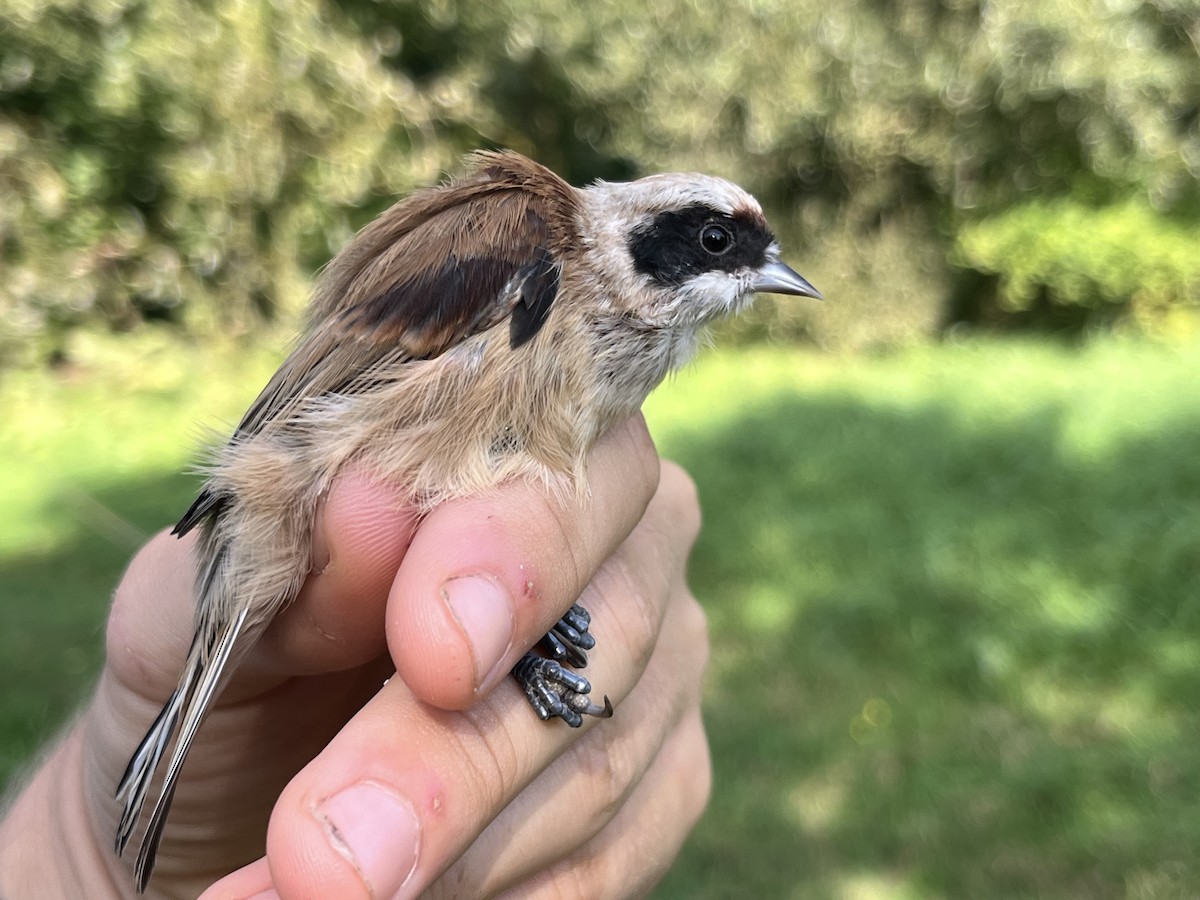 Eurasian Penduline-Tit - ML623137856